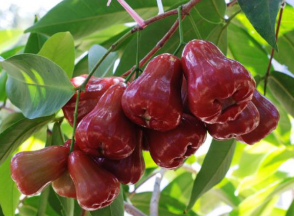 Pohon Jambu Air dengan Buah yang Merayap